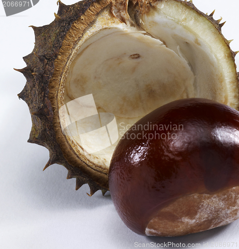 Image of horse chestnut