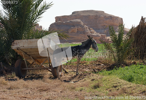 Image of donkey and cart