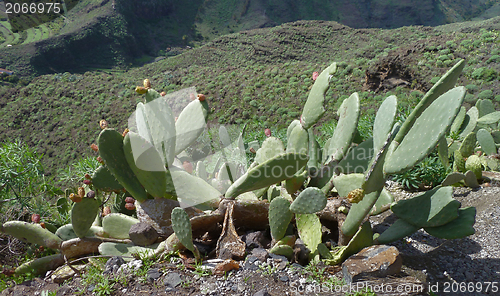 Image of La Gomera