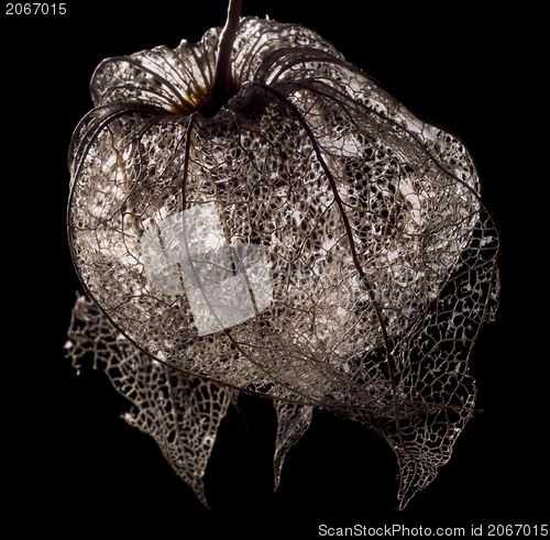 Image of rotten chinese lantern