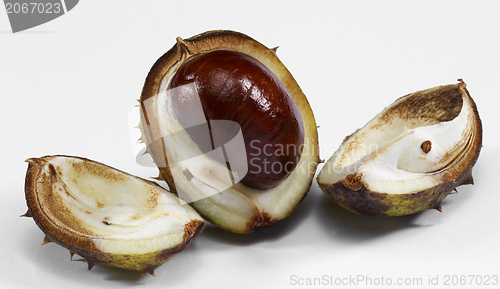 Image of horse chestnut