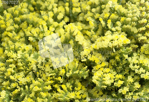 Image of filigree yellow flowers