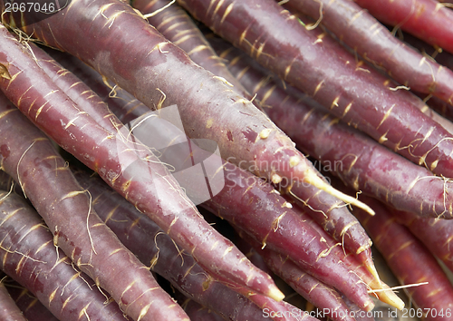 Image of violet carrots