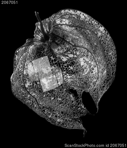 Image of rotten chinese lantern