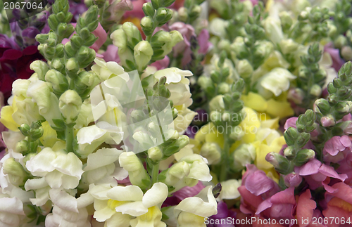 Image of lots of snapdragons