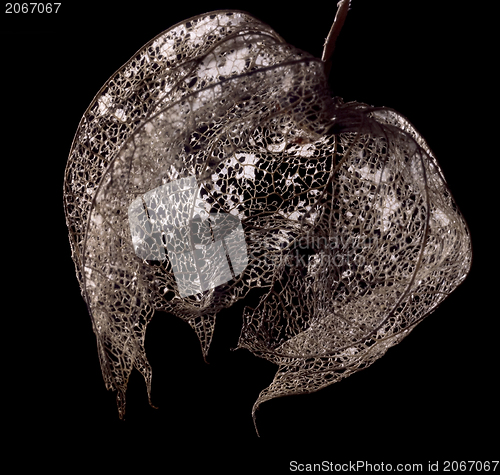 Image of rotten chinese lantern