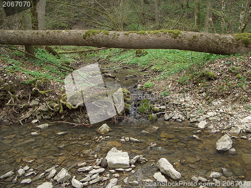 Image of fallen tree