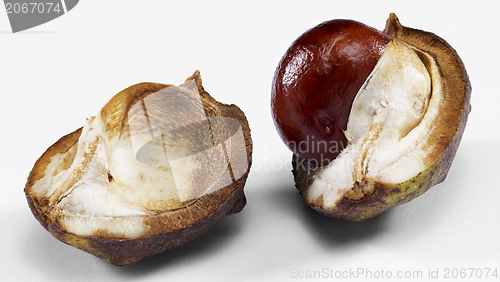 Image of horse chestnut