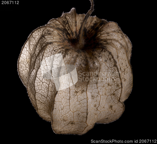 Image of rotten chinese lantern