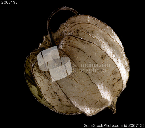 Image of rotten chinese lantern