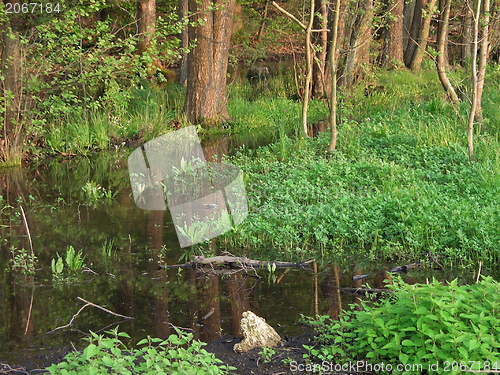 Image of bog at spring time