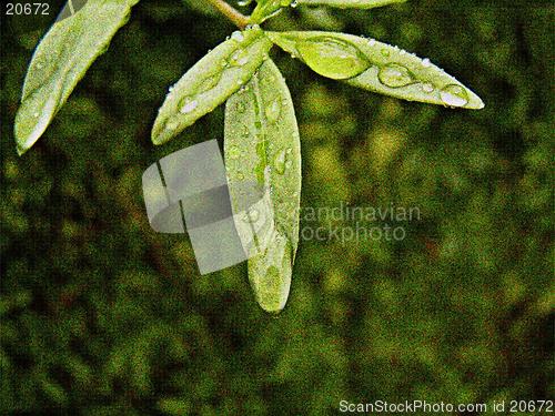 Image of Rain