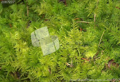 Image of mossy cover of vegetation