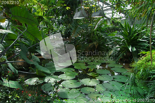 Image of tropical greenhouse scenery