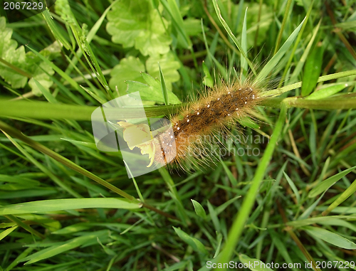 Image of Garden tiger moth caterpillar