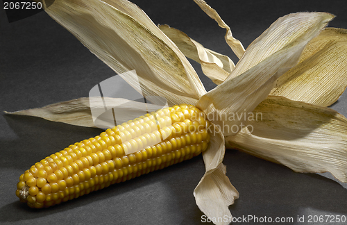 Image of open corn cob