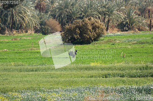 Image of egyptian agriculture