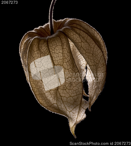 Image of dry chinese lantern