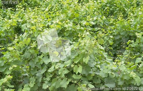 Image of Vineyard detail