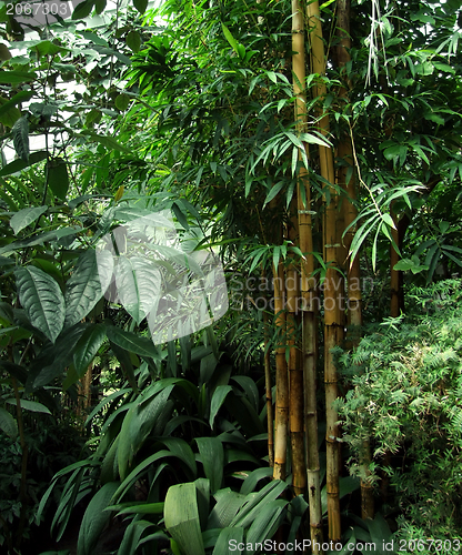 Image of tropical greenhouse scenery