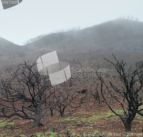 Image of La Gomera