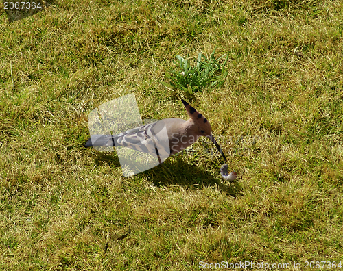 Image of Hoopoe