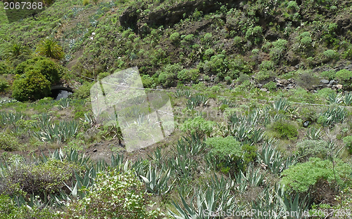 Image of La Gomera