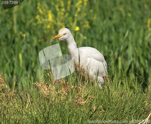 Image of Cattle Egret