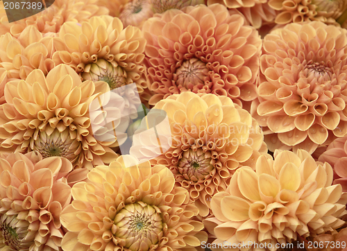Image of Dahlia flowers