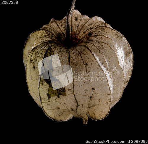 Image of rotten chinese lantern