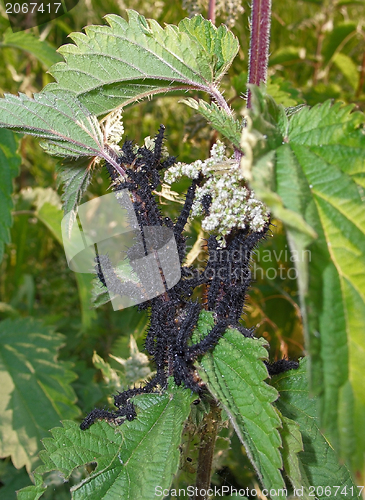 Image of Peacock butterfly caterpillars on nettle plant