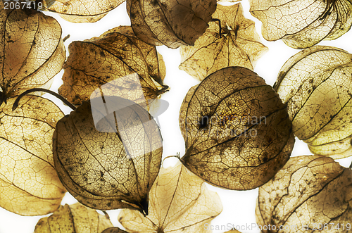 Image of rotten chinese lantern detail