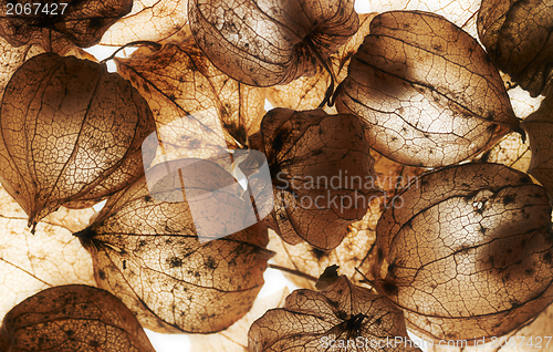 Image of rotten chinese lantern detail