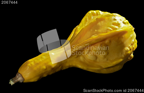 Image of yellow curcurbit