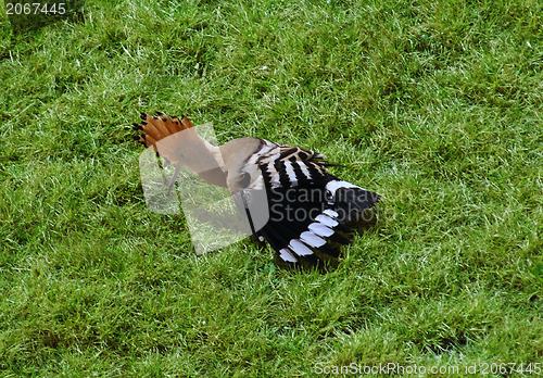 Image of Hoopoe