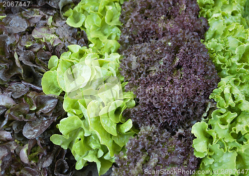 Image of various fresh lettuce