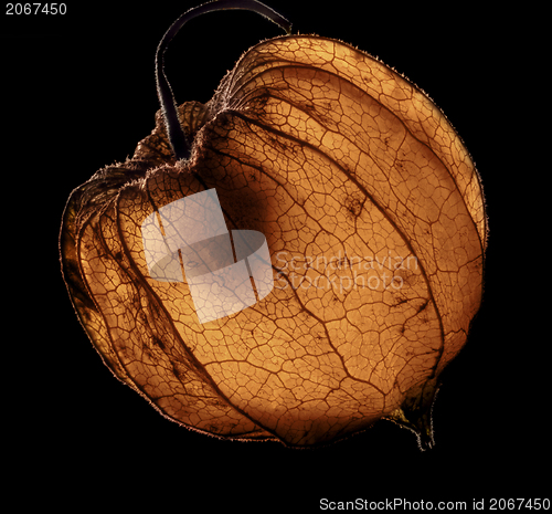 Image of dry chinese lantern