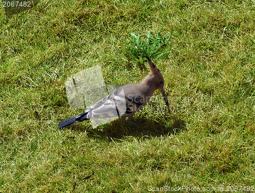 Image of Hoopoe