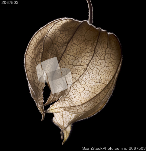 Image of dry chinese lantern