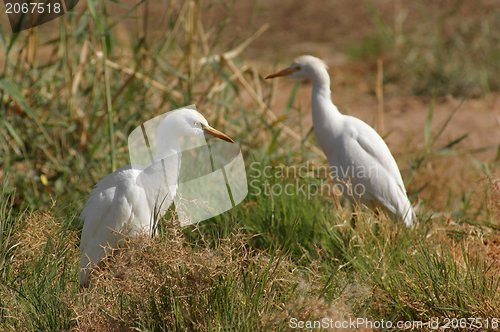 Image of Cattle Egrets