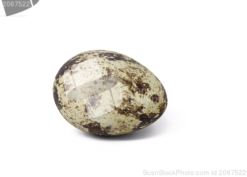 Image of quail egg