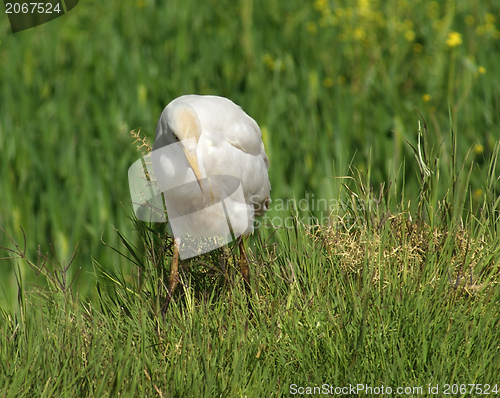 Image of Cattle Egret