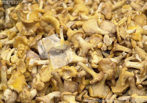 Image of chanterelles background