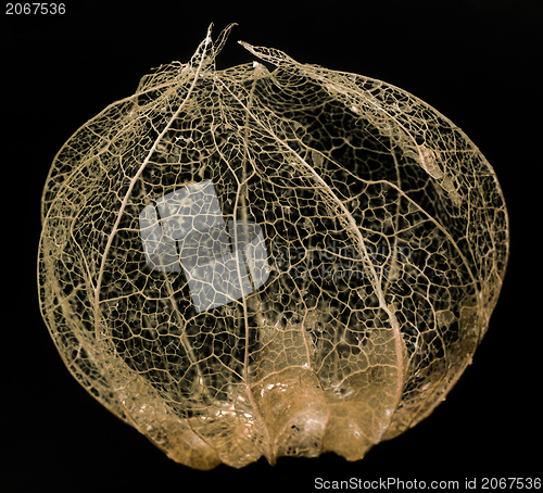 Image of rotten chinese lantern