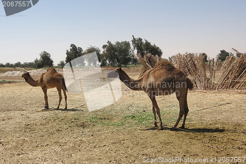 Image of camels in Egypt