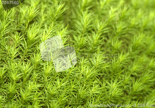 Image of mossy cover of vegetation