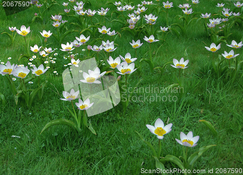 Image of white flowers