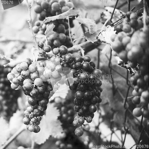 Image of Grapes