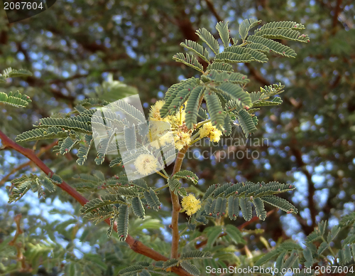 Image of Delonix regia