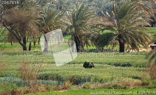 Image of egyptian agriculture